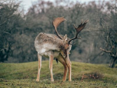 Amsterdamse Waterleidingduinen