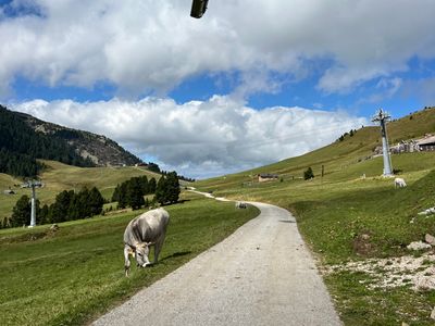 Passo di Pampeago - Photo 2