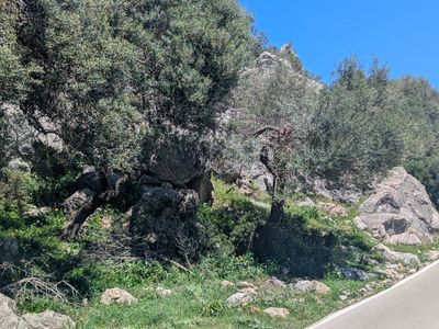 Puerto de las Palomas loop from Grazalema - Photo 24