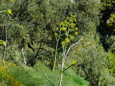 El Bosque loop from Zahara - Photo 6